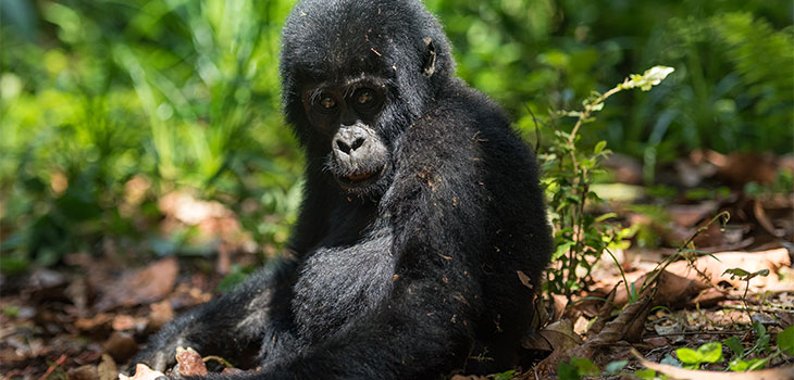 21 days Uganda primates
