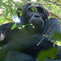 Chimpanzee Chimpanzee