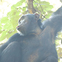 Chimpanzee Chimpanzee