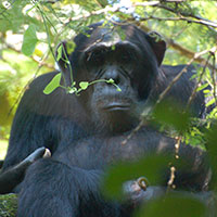 Chimpanzee