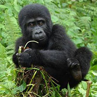 Climbing chimp Chimpanzee