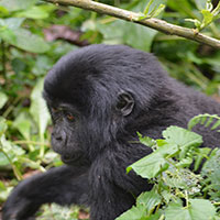 Gorilla tracking Rwanda Gorilla tracking Rwanda