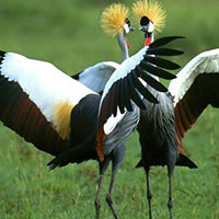 birds-uganda