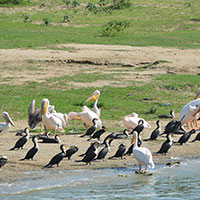 Lapwing bird watching