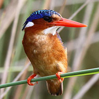 Black headed weaver bird watching