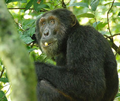 Chimpanzee chimpanzee
