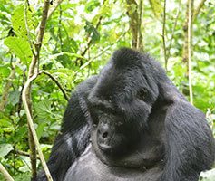 Gorilla Tracking Bwindi Uganda Safaris