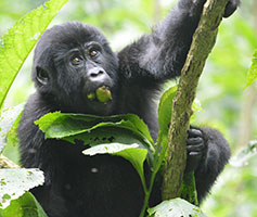 primates Gorilla