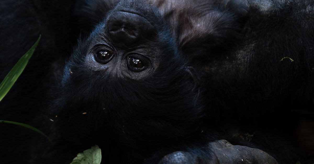 2024 Rwandan Gorilla naming