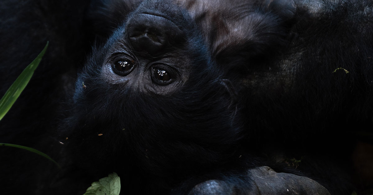 2024 Rwandan Gorilla naming