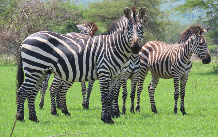 13 days Uganda Safari