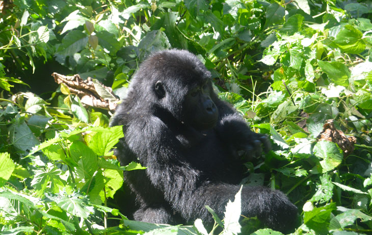 2 days Gorilla trekking