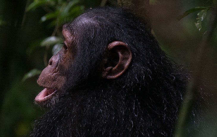 Gorilla tracking Rwanda