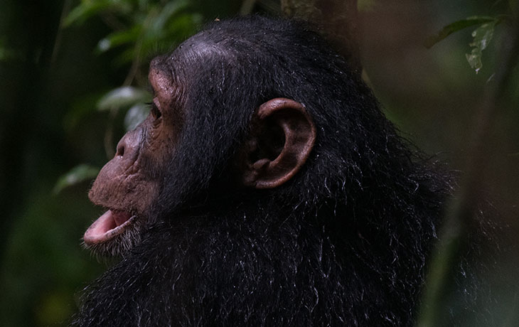 Chimpanzee tracking Uganda