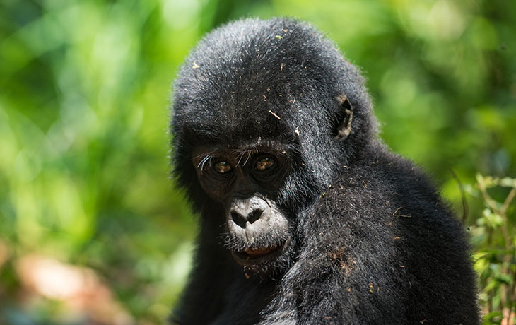 Gorilla Habituation Bwindi Forest