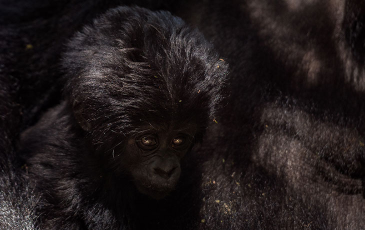 Gorilla tracking