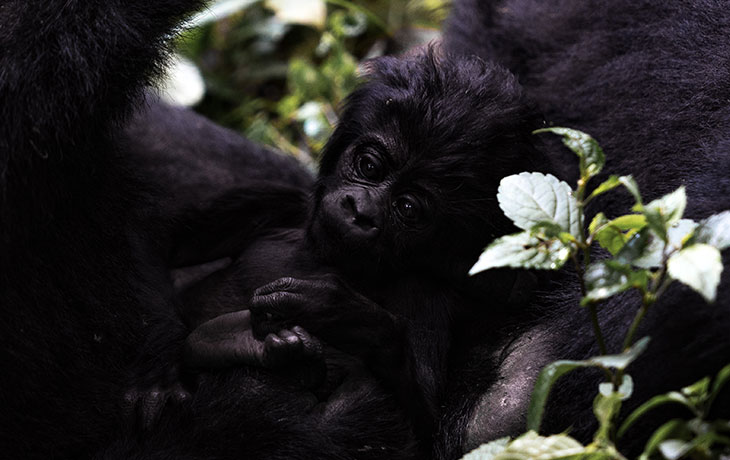 gorillas in Uganda and Rwanda