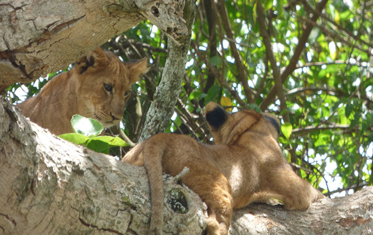 Tree climbing lions in Queen-Elizabeth