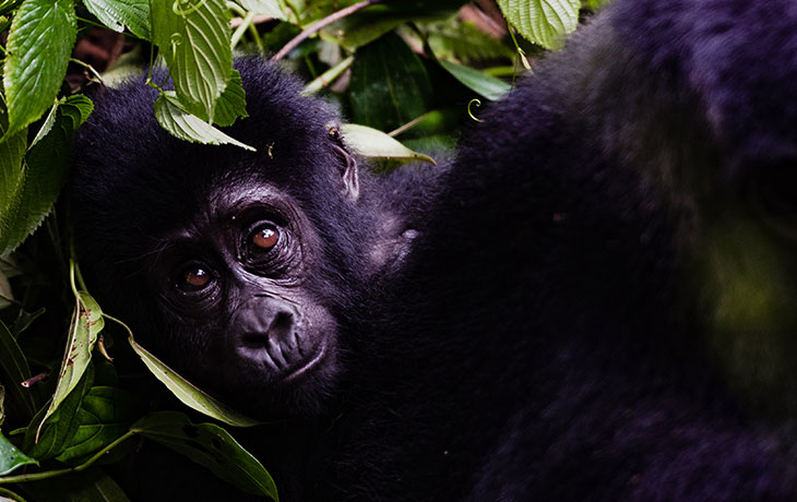 Gorilla trekking Volcanoes 5 Days Visit Rwanda