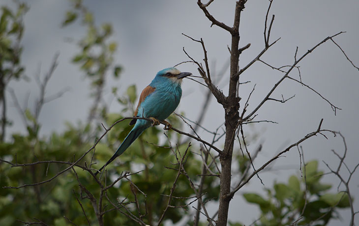 15 days Birding uganda