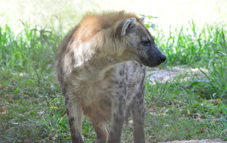 Spotted Hyena