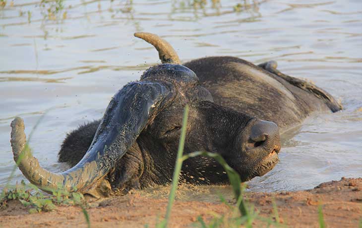 Cape-buffalo