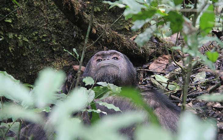 Chimpanzee-tracking