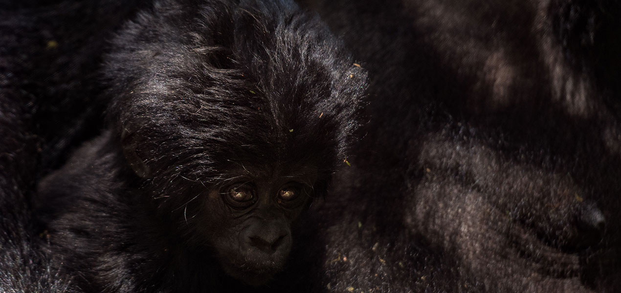 Mountain Gorilla