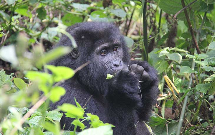 Gorilla-tracking