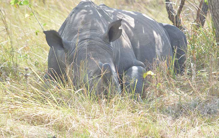 Ziwa-Rhino-tracking