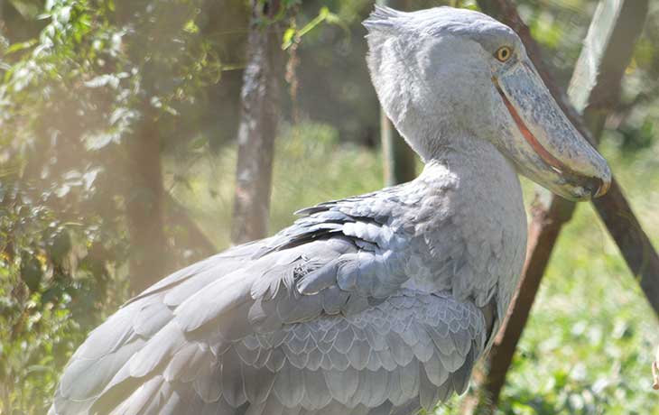 Shoebill stork experience