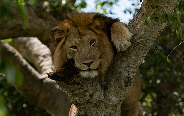 Tree Climbing lion in Queen Elizabeth