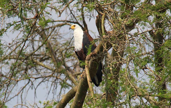 22-days Uganda birding