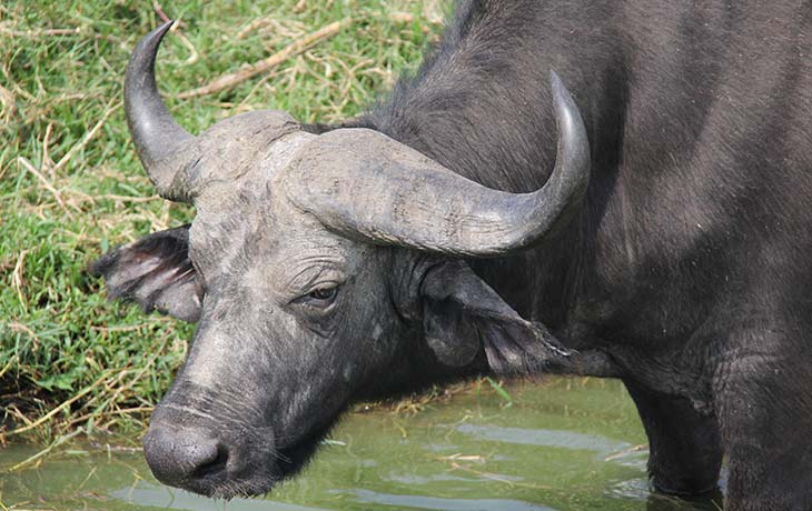 African Buffalo