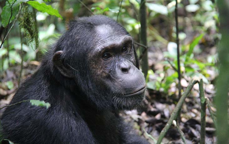 chimpanzee tracking kibale