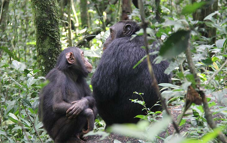 4 days Chimpanzee Tracking