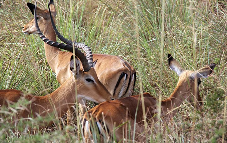 Impala in Akagera National Park