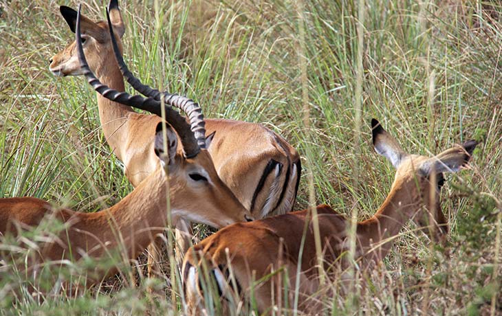 impala