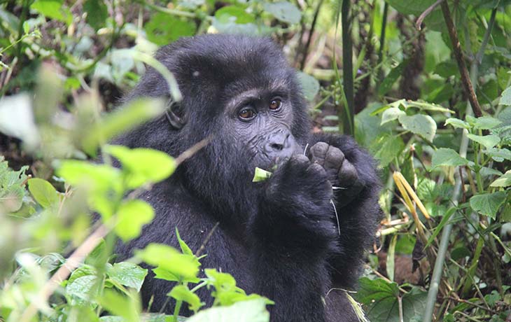 Mountain Gorilla