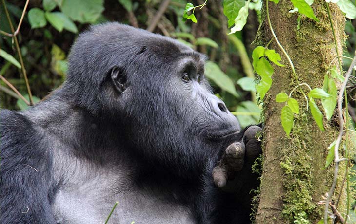 13 days Rwanda Wildlife
