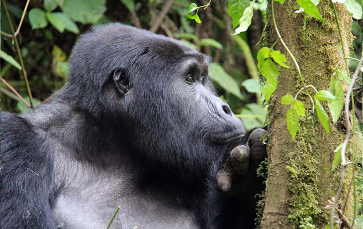 Mountain Gorilla Trekking