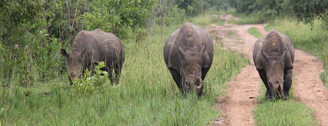 Rhino Tracking at Ziwa Rhino Sanctuary