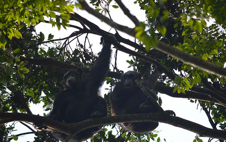 Chimpanzee tracking Kibale forest National Park