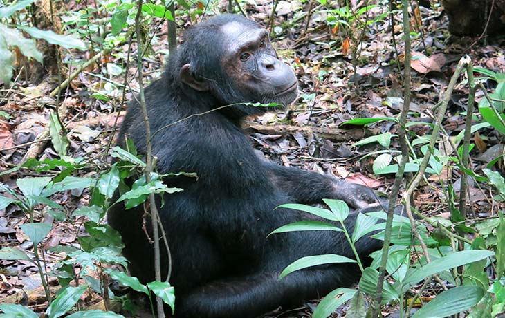 Chimpanzee tracking kibale