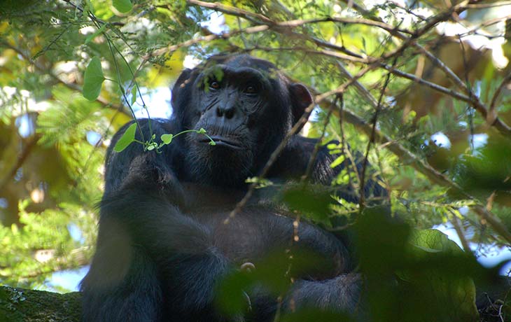 Chimpanzee-tracking