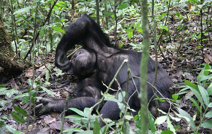 Chimpanzee tracking Kibale