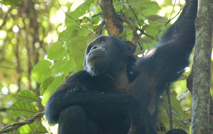 Chimpanzee tracking Uganda