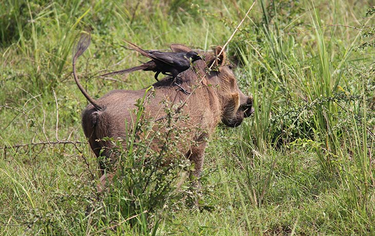 Akagera warthog