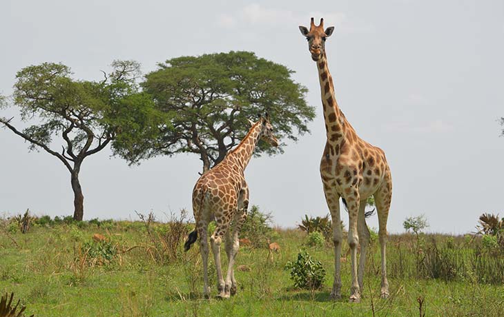 giraffes