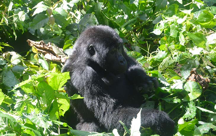 2 days tracking gorilla